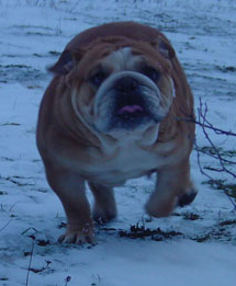 Ultime edition des puppys stars