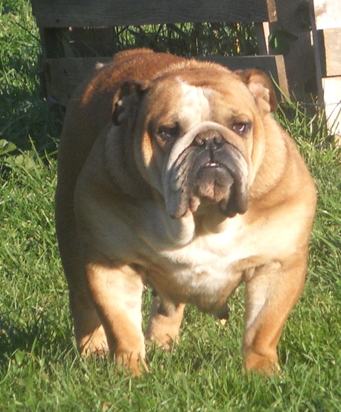 Paint it black Cannelle