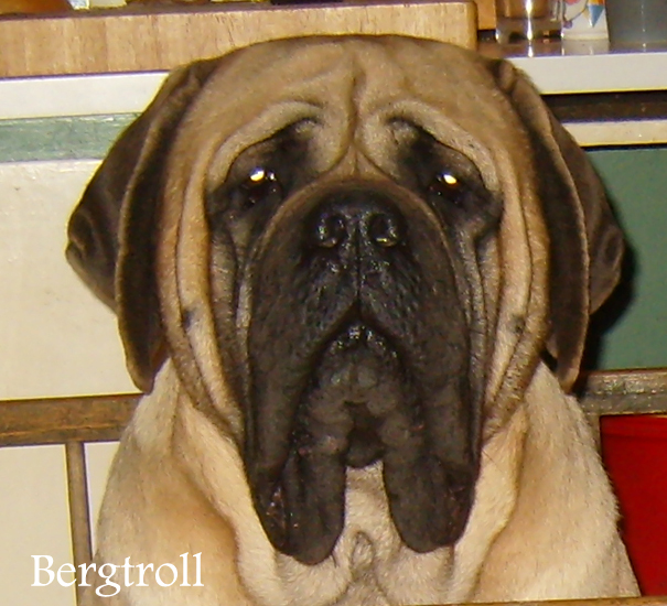 Les ancetres des mastiffs Paint it Black